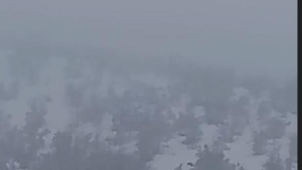 Domuzlar  Yerleşim Alanına İnerek Yiyecek Aradı.