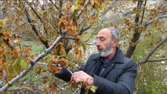Kiraz, Elma, Erik, Şeftali. Hiçbir Meyve Çeşidi Kalmadı
