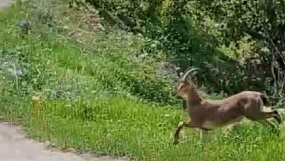 Kayısı Bahçesi Yaban Keçisine Emanet