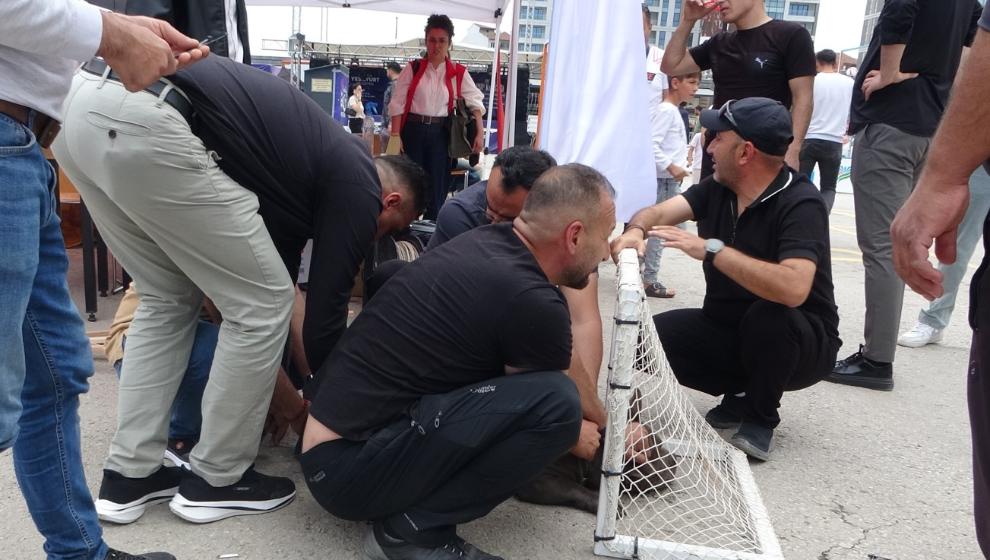 Pitbull Cinsi Köpeği 4 Kişi Zor Zapt Etti