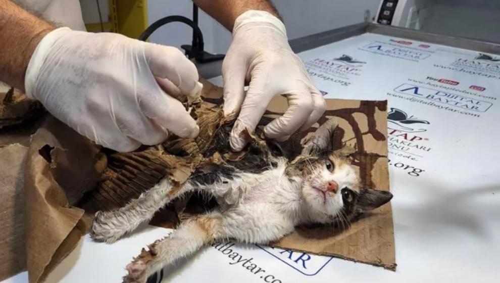 Az Kalsın Yavru  Kedi Ölüyordu..