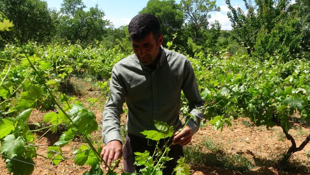 Bu Yıl Arapgir'de Üzüm Değil Yaprak Var