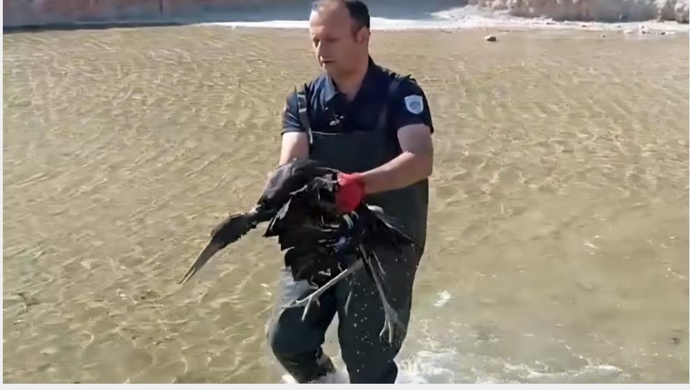 Yaralı Leylek Koruma Altına Alındı..