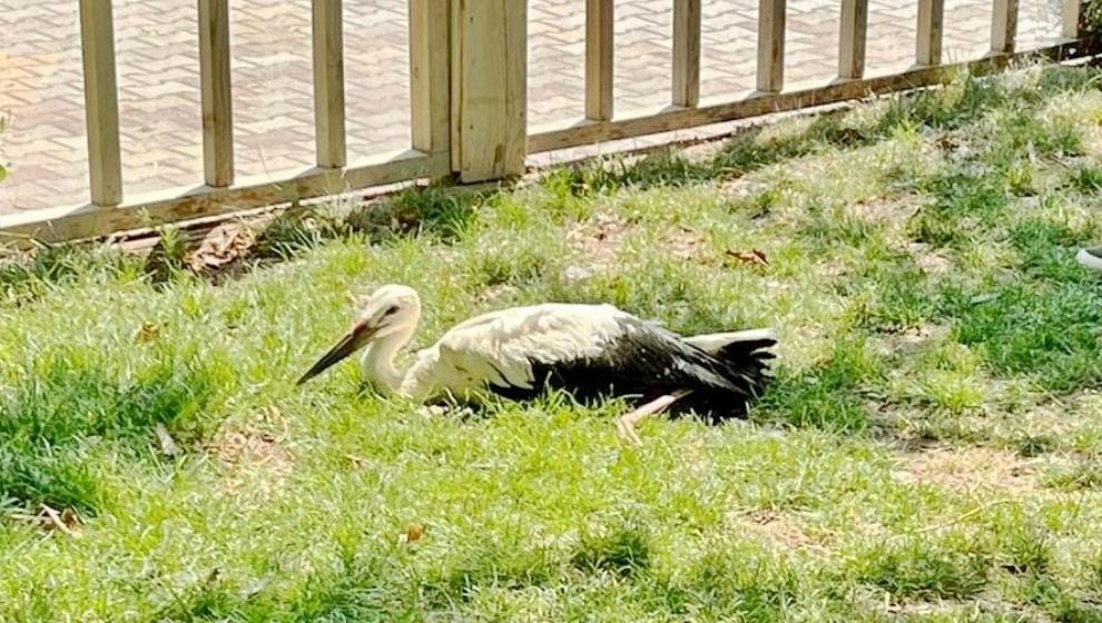 Yavru Leylek İlk Uçuşunda Başarısız Oldu