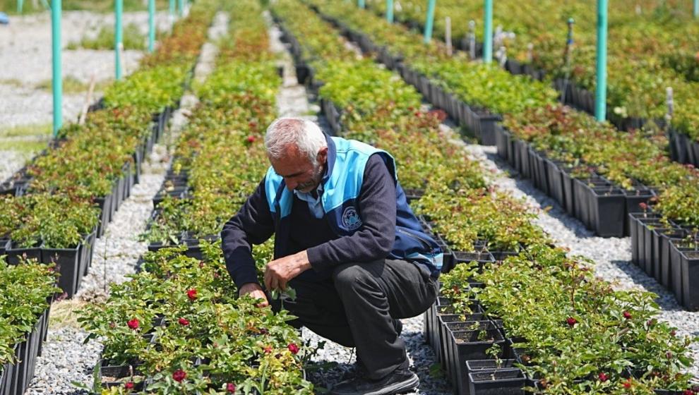 Battalgazi Belediyesinden 210 B in Fidan ..