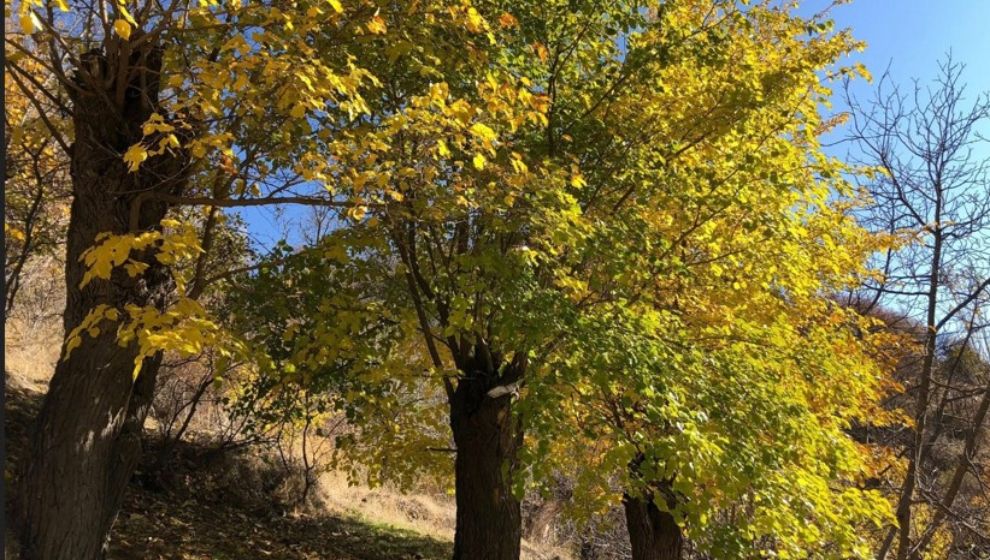 Arapgir'de sonbaharın Binbir Rengi..