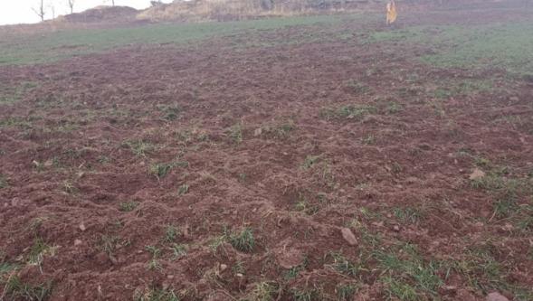 Domuzlar Evlerin Yakınlarına Kadar Geliyor.