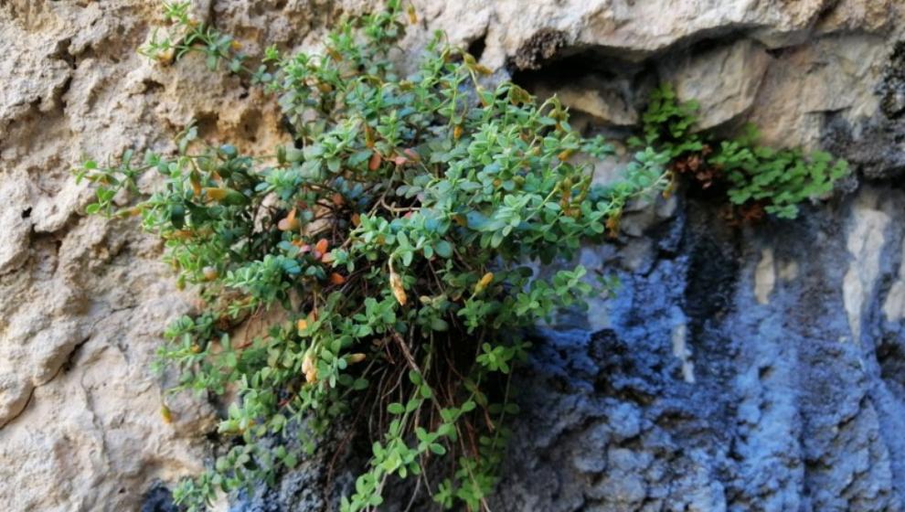 Malatya Kantaronu, Kimyasal Olarak Çok  Zengin