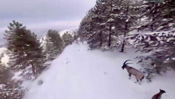 Dağ Keçileri Drone İle Görüntülendi