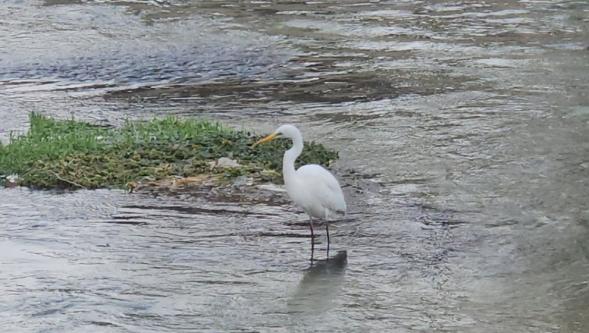 Tohma Çayı'nın Nazlı Misafiri