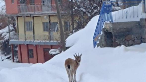 Yavru Dağ Keçisi  Köye Sığındı..