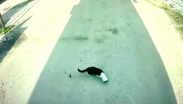 Nefes  Alamayan Kediyi Motaş Şoförü Kurtardı..