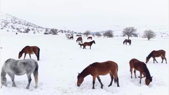 Yılkı Atları İçin Doğa Koruma Ekipleri Harekete Geçti.