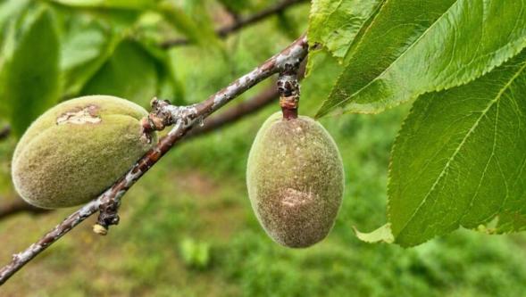 20 Bin Dekarı Aşkın Tarım Arazisi Etkilendi