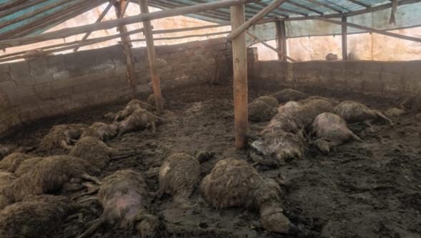 Kurt Kuzuyu Kapınca...