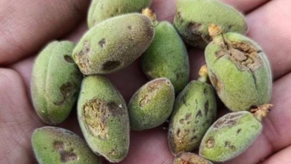 Malatya'da 6 İlçede Dolu Kayısıyı Vurdu