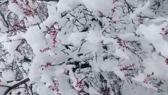 Nisan'da 20 Santimetrelik Kar..