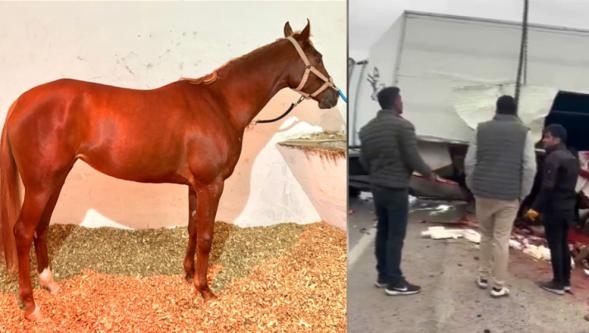 Şampiyon Heyfa Telef Oldu