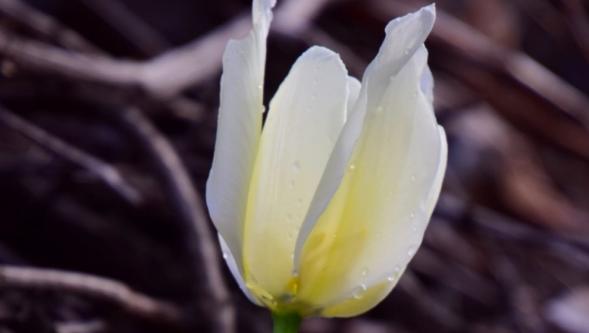 Türkiye Topraklarında Sadece Malatya'da Yetişiyor