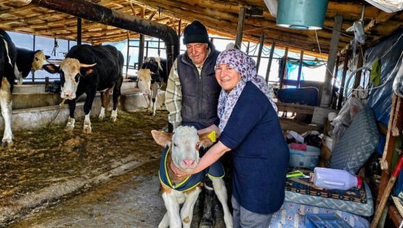 “Yaşasın Buzağılar”
