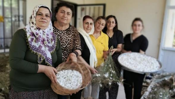 Hekimhan'lı Kadınlar İpek Böceği Yetiştiriciliğine Yöneldi..