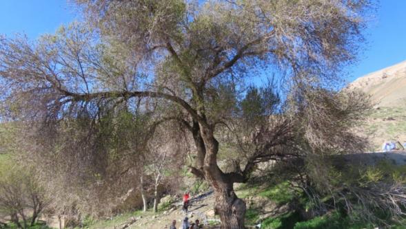 Ilıca'da 250 Yıllık Dev Karaağaç Keşfedildi