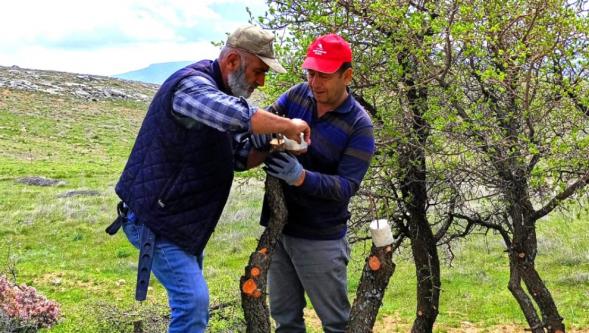 Yaban Ağaçları Aşıyla Fıstığa Dönüşüyor..
