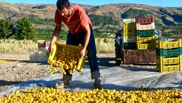 Malatya'da Kayısı Hasadı Öncesi İşçi Ücretleri Açıklandı