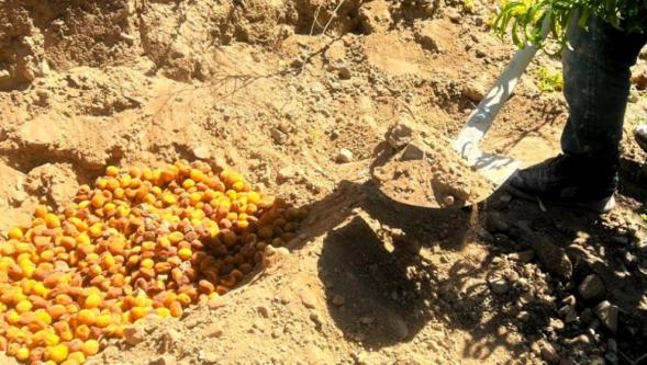 Malatya'da Kayısıda Pestisit Denetimi