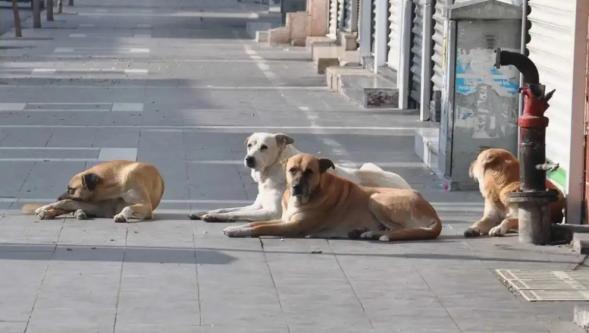Malatya'da Sahipsiz Hayvanlar İçin Eylül Denetimi