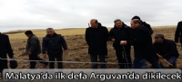 Malatya'da ilk defa Arguvan'da dikilecek