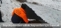 Büyükşehirden sokak hayvanları için barınak