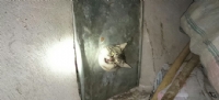 Haylaz kedinin yardımına itfaiye yetişti