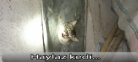 Haylaz kedinin yardımına itfaiye yetişti