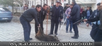 Aç kalan domuz şehre indi