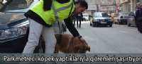 Parkmetreci köpek yaptıklarıyla görenleri şaşırtıyor