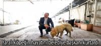 Yaralı köpeğin hayatını belediye başkanı kurtardı