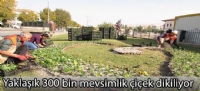 Yaklaşık 300 bin mevsimlik çiçek dikiliyor