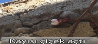 Kayısı çiçek açtı