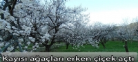 Kayısı ağaçları erken çiçek açtı