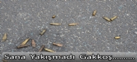 Sana  yakışmadı  Gakkoşşş...
