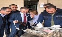 Hayvanlar İçin Ultrason Cihazı