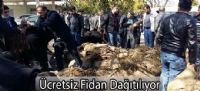 Ücretsiz Fidan Dağıtılıyor