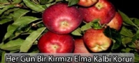 Her Gün Bir Kırmızı Elma Kalbi Korur