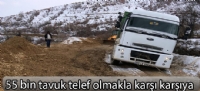55 bin tavuk telef olmakla karşı karşıya
