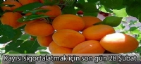 Kayısı sigortalatmak için son gün 28 Şubat