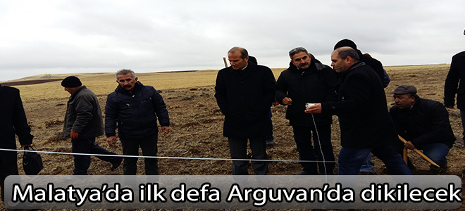 Malatya’da ilk defa Arguvan’da dikilecek