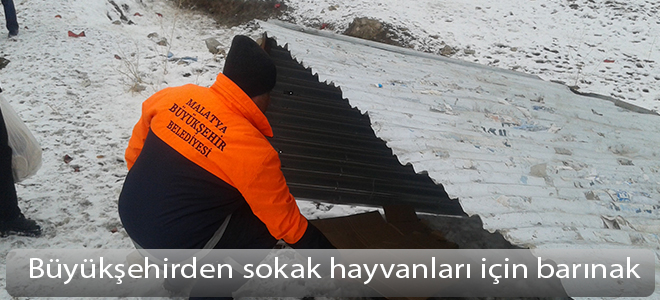 Büyükşehirden sokak hayvanları için barınak