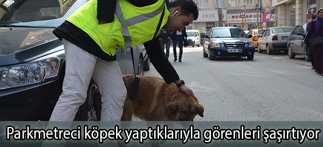 Parkmetreci köpek yaptıklarıyla görenleri şaşırtıyor