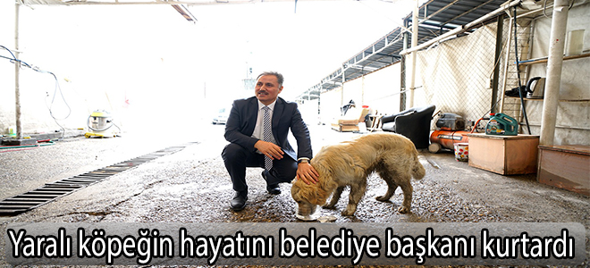 Yaralı köpeğin hayatını belediye başkanı kurtardı